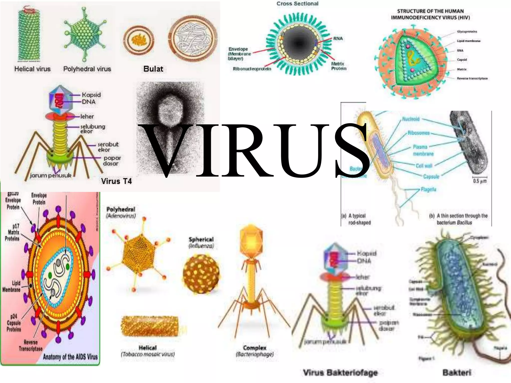 ppt virus | PPT