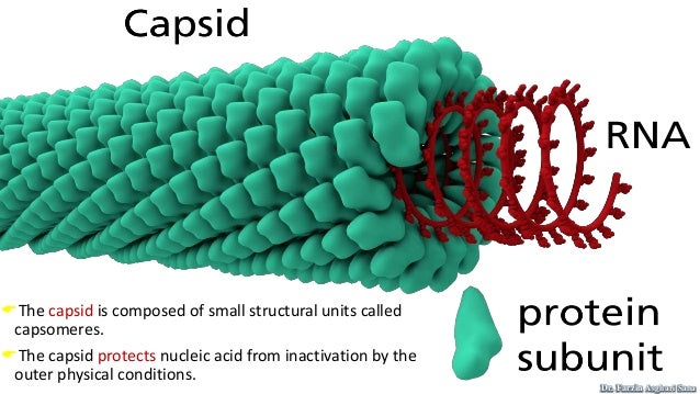 Some viruses have additional lipoprotein envelope , composed of virally coded
protein and host lipid. The viral envelope ...