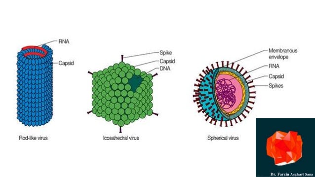 Virion structures. Nonenveloped (naked) viruses consist of a genome surrounded by a protein shell, or capsid. Shown
here i...