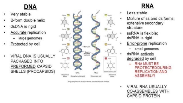 Some viruses have enzymes inside the virion. All ss- RNA viruses with negative polarity have the enzyme
transcriptase ( R...