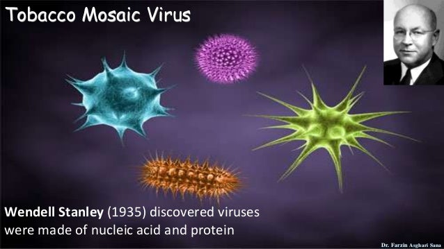 Tobacco Mosaic Virus
Wendell Stanley (1935) discovered viruses
were made of nucleic acid and protein
Dr. Farzin Asghari Sa...