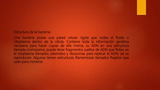 Estructura de la bacteria:
Una bacteria posee una pared celular rígida que rodea el fluido o
citoplasma dentro de la célula. Contiene toda la información genética
necesaria para hacer copias de ella misma, su ADN en una estructura
llamada cromosoma, puede tener fragmentos sueltos de ADN que flotan en
el citoplasma llamados plásmidos y ribosomas para replicar el ADN, así se
reproducen. Algunas tienen estructuras filamentosas llamados flagelos que
usan para moverse.
 