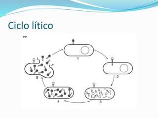 Ciclo lítico
 