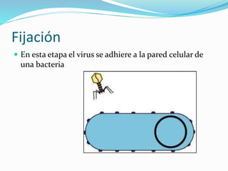 Fijación
 En esta etapa el virus se adhiere a la pared celular de
una bacteria
 