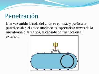 Penetración
Una vez unido la cola del virus se contrae y perfora la
pared celular, el acido nucleico es inyectado a través de la
membrana plasmática, la cápside permanece en el
exterior.
 