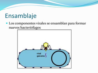 Ensamblaje
 Los componentes virales se ensamblan para formar
nuevos bacteriófagos
 