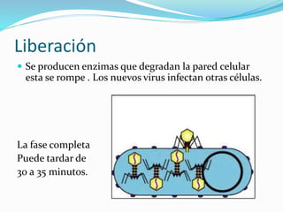 Liberación
 Se producen enzimas que degradan la pared celular
esta se rompe . Los nuevos virus infectan otras células.
La fase completa
Puede tardar de
30 a 35 minutos.
 