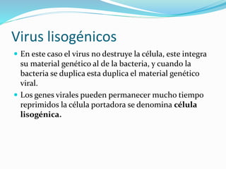 Virus lisogénicos
 En este caso el virus no destruye la célula, este integra
su material genético al de la bacteria, y cuando la
bacteria se duplica esta duplica el material genético
viral.
 Los genes virales pueden permanecer mucho tiempo
reprimidos la célula portadora se denomina célula
lisogénica.
 