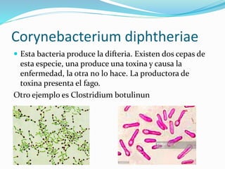 Corynebacterium diphtheriae
 Esta bacteria produce la difteria. Existen dos cepas de
esta especie, una produce una toxina y causa la
enfermedad, la otra no lo hace. La productora de
toxina presenta el fago.
Otro ejemplo es Clostridium botulinun
 