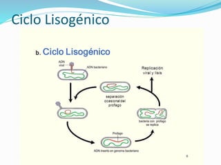 Ciclo Lisogénico
 