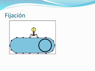 Fijación
 