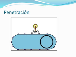 Penetración
 