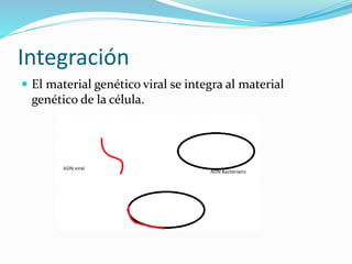 Integración
 El material genético viral se integra al material
genético de la célula.
 