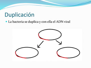Duplicación
 La bacteria se duplica y con ella el ADN viral
 