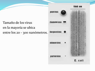 Tamaño de los virus
en la mayoría se ubica
entre los 20 - 300 nanómetros.
 
