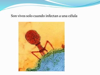 Son vivos solo cuando infectan a una célula
 