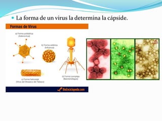  La forma de un virus la determina la cápside.
 