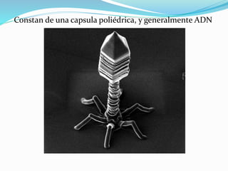 Constan de una capsula poliédrica, y generalmente ADN
 
