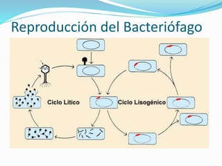 Reproducción del Bacteriófago
 