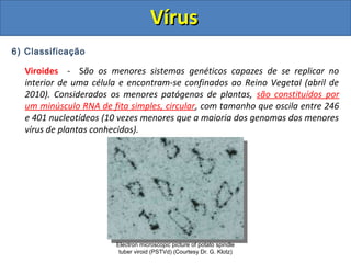 VírusVírus
6) Classificação
Viroides - São os menores sistemas genéticos capazes de se replicar no
interior de uma célula e encontram-se confinados ao Reino Vegetal (abril de
2010). Considerados os menores patógenos de plantas, são constituídos por
um minúsculo RNA de fita simples, circular, com tamanho que oscila entre 246
e 401 nucleotídeos (10 vezes menores que a maioria dos genomas dos menores
vírus de plantas conhecidos).
Electron microscopic picture of potato spindle
tuber viroid (PSTVd) (Courtesy Dr. G. Klotz)
 