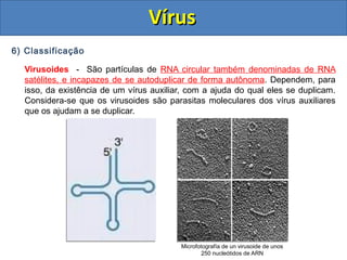 VírusVírus
6) Classificação
Virusoides - São partículas de RNA circular também denominadas de RNA
satélites, e incapazes de se autoduplicar de forma autônoma. Dependem, para
isso, da existência de um vírus auxiliar, com a ajuda do qual eles se duplicam.
Considera-se que os virusoides são parasitas moleculares dos vírus auxiliares
que os ajudam a se duplicar.
Microfotografía de un virusoide de unos
250 nucleótidos de ARN
 