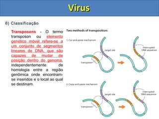 6) Classificação
Transposons - O termo
transposon ou elemento
genético móvel refere-se a
um conjunto de segmentos
lineares de DNA, que são
capazes de mudar de
posição dentro do genoma,
independentemente de
homologia entre a região
genômica onde encontram-
se inseridos e o local ao qual
se destinam.
VírusVírus
 