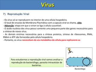 7) Reprodução Viral
- Os vírus só se reproduzem no interior de uma célula hospedeira.
- O local de encaixe da Membrana Plasmática com a capsula viral se chama, sítio.
- Adsorção: etapa em que o virion se liga à célula suscetível.
- O ácido nucleico dos vírus possui somente uma pequena parte dos genes necessários para
a síntese de novos vírus.
- As demais enzimas necessárias para a síntese proteica, síntese de ribossomos, RNAt,
RNAm e ATP são fornecidas pela célula hospedeira.
- Portanto, os vírus necessitam da via metabólica da célula para replicarem-se.
Para estudarmos a reprodução viral vamos analisar a
reprodução do bacteriófago, parasita intracelular de
bactérias.
Bacteriófago
VírusVírus
 