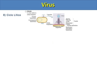 8) Ciclo Lítico
VírusVírus
 