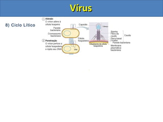 8) Ciclo Lítico
VírusVírus
 