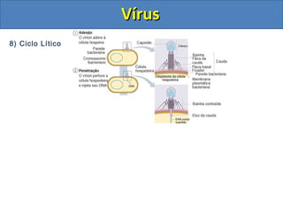 8) Ciclo Lítico
VírusVírus
 
