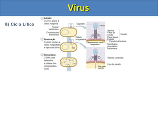 8) Ciclo Lítico
VírusVírus
 