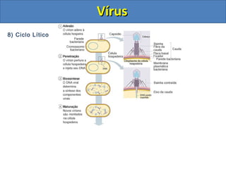 8) Ciclo Lítico
VírusVírus
 
