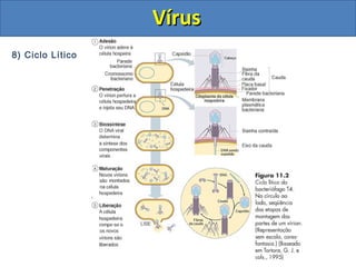 8) Ciclo Lítico
VírusVírus
 