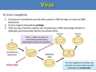 9) Ciclo Lisogênico
1. O processo é semelhante ao ciclo lítico, porém o DNA do fago se insere ao DNA
bacteriano.
2. O vírus é agora chamado de profago.
3. Toda vez que a bactéria replicar seu cromossomo o DNA do profago também é
replicado, permanecendo latente nas células filhas.
Cromossomo
bacteriano Genoma
viral
Porém, o DNA viral pode ser
removido do cromossomo
bacteriano e iniciar um ciclo lítico
Porém, o DNA viral pode ser
removido do cromossomo
bacteriano e iniciar um ciclo lítico
Genoma
viral
Genoma
viral
Ciclo Lítico
No ciclo lisogênico as células não
morrem e os vírus neste caso são
chamados de temperados.
No ciclo lisogênico as células não
morrem e os vírus neste caso são
chamados de temperados.
VírusVírus
 