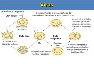DNA do fago
Cromossomo
bacteriano
Ciclo lítico Ciclo
lisogênico
O fago multiplica-se na
bactéria hospedeira
O casionalmente, o profago solta-se do
cromossomo bacteriano e inicia um ciclo lítico
A célula é lisada
liberando os fagos A bactéria se reproduz
normalmente, copiando o
profago e transmitindo-o
às células-filhas
Ou
As sucessivas divisões
celulares geram uma
população de bactérias
portadoras do profago
Genoma
viral
Ciclo Lítico e Lisogênico
VírusVírus
 