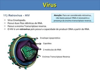 11) Retrovírus - HIV
o Vírus Envelopado.
o Possui duas fitas idênticas de RNA.
o Possui a enzima Transcriptase reversa.
o O HIV é um retrovírus pois possui a capacidade de produzir DNA a partir de RNA.
Envelope Lipoprotéico
Capsídeo
2 moléculas de RNA
Enzimas Transcriptase Reversa
Atenção: Para ser considerado retrovírus,
não basta possuir RNA é necessário a
presença da enzima transcriptase reversa.
Atenção: Para ser considerado retrovírus,
não basta possuir RNA é necessário a
presença da enzima transcriptase reversa.
VírusVírus
 