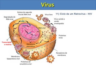Síntese da segunda
fita de DNA viral
Receptores de
membrana
Vírus livre
Proteínas do
envoltório viral
Membrana
lipoproteica viral
Degradação do
RNA viral
Proteínas
virais
Membrana
plasmática
RNA viral
11) Ciclo de um Retrovírus - HIV
Transcriptas
e reversa
Vírus saindo e
sendo
envelopados
VírusVírus
 