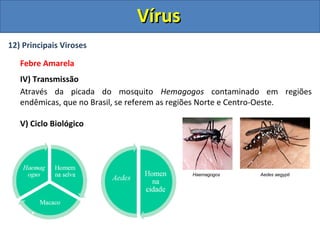 12) Principais Viroses
Febre Amarela
IV) Transmissão
Através da picada do mosquito Hemagogos contaminado em regiões
endêmicas, que no Brasil, se referem as regiões Norte e Centro-Oeste.
V) Ciclo Biológico
Haemagogos Aedes aegypti
VírusVírus
 