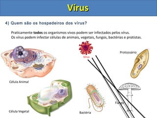 VírusVírus
4) Quem são os hospedeiros dos vírus?
Praticamente todos os organismos vivos podem ser infectados pelos vírus.
Os vírus podem infectar células de animais, vegetais, fungos, bactérias e protistas.
Célula Animal
Célula Vegetal Bactéria
Fungo
Protozoário
Vírus
 