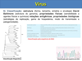 6) Classificação: estrutura (forma, tamanho, simetria e envelope) David
Baltimore (estrutura do genoma), propriedades físicas (sensibilidade a
agentes físicos e químicos) relações antigênicas, propriedades biológicas
(estratégias de replicação, gama de hospedeiros, modo de transmissão e
patogenicidade).
Classificação filogenética
Classificação pela sequência de DNA
Classificação pela sequência de DNA
VírusVírus
 