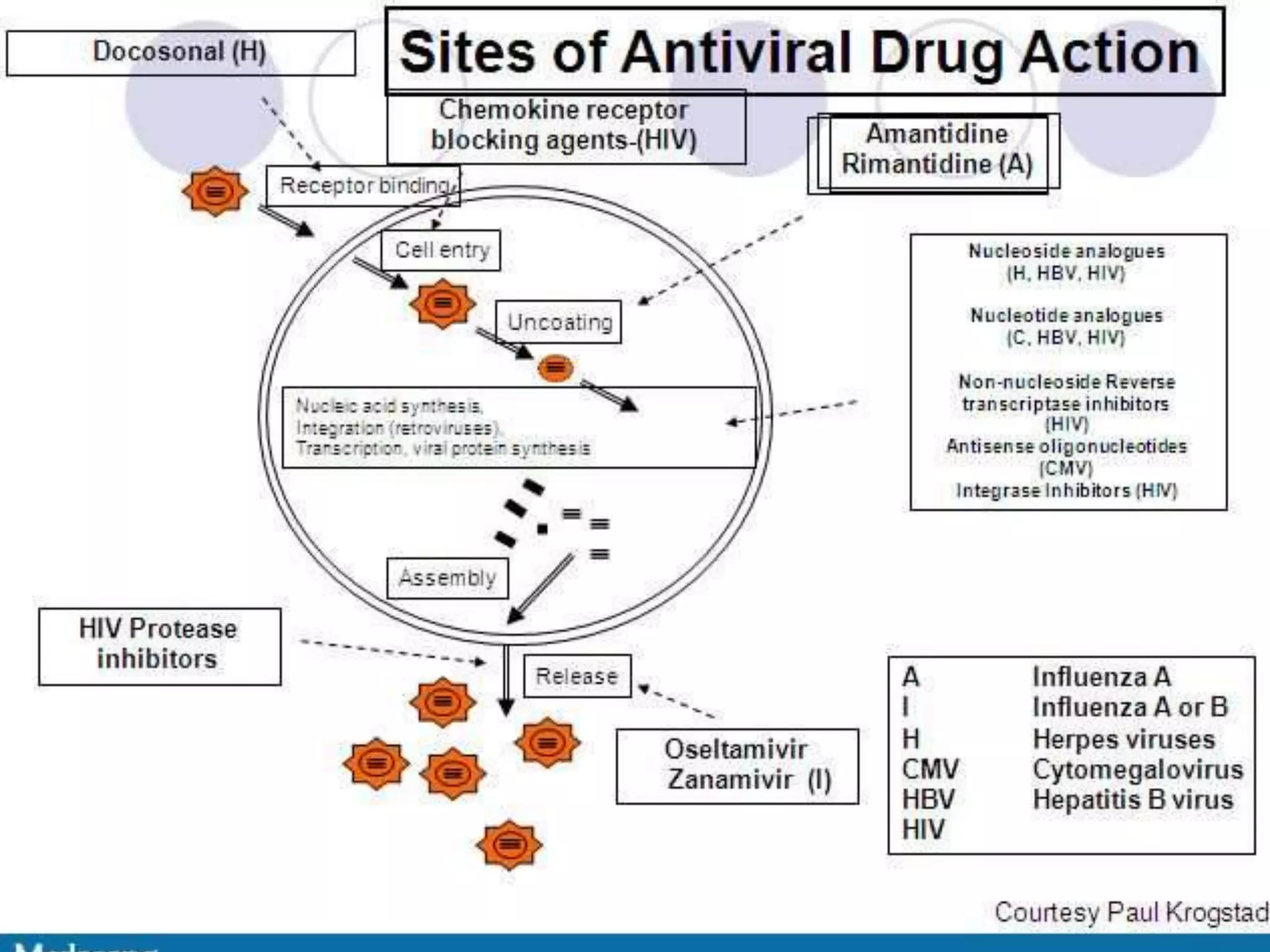 LIFE CYCLE OF Virus