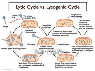 LIFE CYCLE OF Virus | PPTX