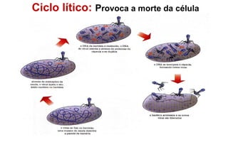 Ciclo lítico: Provoca a morte da célula
hospedeira.
 