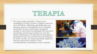 • No existe terapia específica. Aunque en la
actualidad no existen vacunas o terapias contra los
virus del Ébola o Marburgo aprobadas para uso
humano, algunos investigadores han conseguido
desarrollar vacunas contra ambos patógenos
basadas en una forma recombinante del virus de la
estomatitis vesicular que produce los virus del
Ébola y Marburgo en la superficie de la proteína, y
descubrieron que una sola inyección de cualquiera
de ambas vacunas en macacos producía respuestas
inmunes protectoras cuando el virus
correspondiente se introdujo en estos animales.
11
 