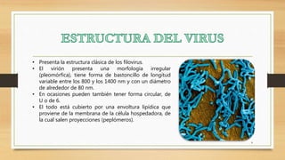 4
• Presenta la estructura clásica de los filovirus.
• El virión presenta una morfología irregular
(pleomórfica), tiene forma de bastoncillo de longitud
variable entre los 800 y los 1400 nm y con un diámetro
de alrededor de 80 nm.
• En ocasiones pueden también tener forma circular, de
U o de 6.
• El todo está cubierto por una envoltura lipídica que
proviene de la membrana de la célula hospedadora, de
la cual salen proyecciones (peplómeros).
 
