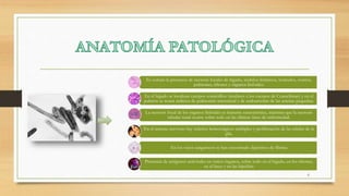 Es común la presencia de necrosis focales de hígado, nódulos linfáticos, testículos, ovarios,
pulmones, riñones y órganos linfoides.
En el hígado se localizan cuerpos eosinófilos (similares a los cuerpos de Councilman) y en el
pulmón se notan indicios de pulmonitis intersticial y de endoarteritis de las arterias pequeñas.
La necrosis focal de los órganos linfoides es bastante característica, mientras que la necrosis
tubular renal ocurre sobre todo en las últimas fases de enfermedad.
En el sistema nervioso hay infartos hemorrágicos múltiples y proliferación de las células de la
glía.
En los vasos sanguíneos se han encontrado depósitos de fibrina
Presencia de antígenos antivirales en varios órganos, sobre todo en el hígado, en los riñones,
en el bazo y en las hipófisis
6
 