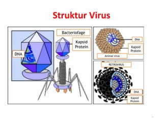 Struktur Virus
12
Bacteriofage
Kapsid
Protein
DNA Animal virus
Kapsid
Protein
DNA
DNA
Kapsid
Protein
RETROVIRUS
 
