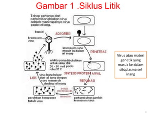Gambar 1 .Siklus Litik
16
Virus atau materi
genetik yang
masuk ke dalam
sitoplasma sel
inang
 