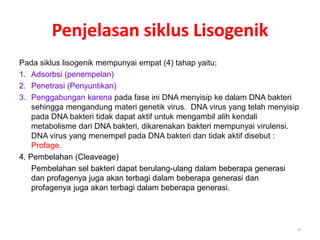 Penjelasan siklus Lisogenik
18
Pada siklus lisogenik mempunyai empat (4) tahap yaitu;
1. Adsorbsi (penempelan)
2. Penetrasi (Penyuntikan)
3. Penggabungan karena pada fase ini DNA menyisip ke dalam DNA bakteri
sehingga mengandung materi genetik virus. DNA virus yang telah menyisip
pada DNA bakteri tidak dapat aktif untuk mengambil alih kendali
metabolisme dari DNA bakteri, dikarenakan bakteri mempunyai virulensi.
DNA virus yang menempel pada DNA bakteri dan tidak aktif disebut :
Profage.
4. Pembelahan (Cleaveage)
Pembelahan sel bakteri dapat berulang-ulang dalam beberapa generasi
dan profagenya juga akan terbagi dalam beberapa generasi dan
profagenya juga akan terbagi dalam beberapa generasi.
 