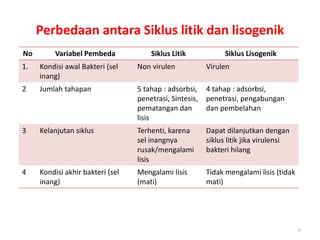 19
Perbedaan antara Siklus litik dan lisogenik
No Variabel Pembeda Siklus Litik Siklus Lisogenik
1. Kondisi awal Bakteri (sel
inang)
Non virulen Virulen
2 Jumlah tahapan 5 tahap : adsorbsi,
penetrasi, Sintesis,
pematangan dan
lisis
4 tahap : adsorbsi,
penetrasi, pengabungan
dan pembelahan
3 Kelanjutan siklus Terhenti, karena
sel inangnya
rusak/mengalami
lisis
Dapat dilanjutkan dengan
siklus litik jika virulensi
bakteri hilang
4 Kondisi akhir bakteri (sel
inang)
Mengalami lisis
(mati)
Tidak mengalami lisis (tidak
mati)
 